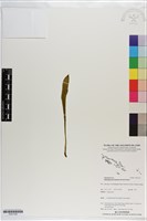 藏品()的圖片