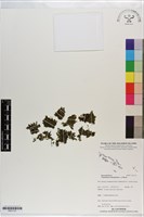 藏品(叉脈單葉假脈蕨)的圖片