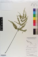 藏品()的圖片