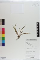 藏品(垂葉書帶蕨)的圖片