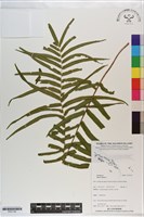 藏品(鱗蓋鳳尾蕨)的圖片