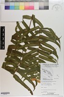 藏品(長葉腎蕨)的圖片