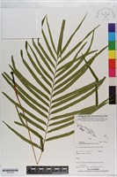 藏品(達邊蕨)的圖片