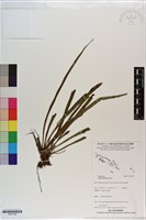 藏品(書帶蕨)的圖片