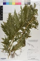 藏品(全緣卷柏)的圖片