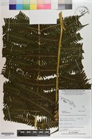 藏品(三腳鳳尾蕨)的圖片