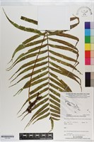 藏品(棱脈蕨)的圖片