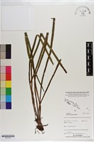 藏品(垂葉書帶蕨)的圖片