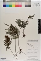 藏品(線片長筒蕨)的圖片