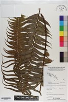 藏品(長葉腎蕨)的圖片