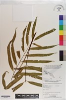 藏品(棱脈蕨)的圖片