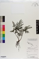 藏品(線片長筒蕨)的圖片