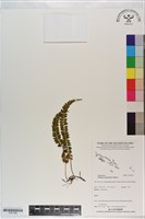 藏品(攀緣鱗始蕨)的圖片