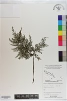 藏品(線片長筒蕨)的圖片