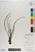 藏品(垂葉書帶蕨)的圖片