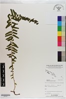 藏品(攀緣鱗始蕨)的圖片