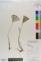 藏品(分枝莎草蕨)的圖片