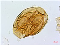 藏品(宿蹄蓋蕨)的圖片