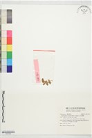 藏品(金毛裸蕨)的圖片