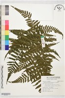 藏品(川上氏雙蓋蕨)的圖片