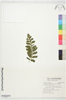 藏品(萊氏鐵角蕨)的圖片