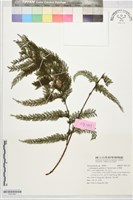 藏品(毛桿蕨)的圖片