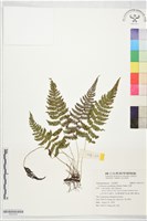藏品(毛蕨)的圖片