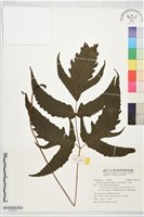 藏品(陰地三叉蕨)的圖片