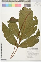 藏品(沙皮蕨)的圖片