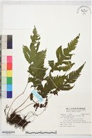 藏品(陰地三叉蕨)的圖片