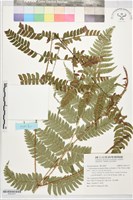 藏品(阿里山耳蕨)的圖片