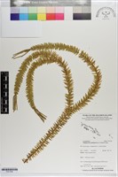 藏品(垂枝石松)的圖片