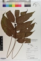 藏品()的圖片