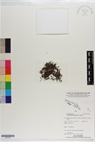 藏品(團扇蕨)的圖片