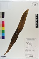 藏品()的圖片