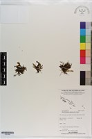 藏品(指裂細口團扇蕨)的圖片