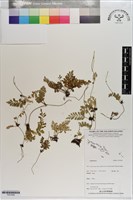 藏品()的圖片