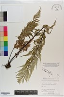 藏品(粉葉蕨)的圖片