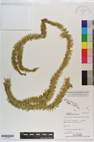 藏品(杉葉石松)的圖片