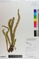 藏品(杉葉石松)的圖片