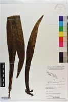 藏品(星蕨)的圖片