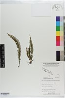 藏品(蒿蕨)的圖片