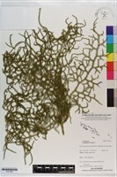 藏品(過山龍)的圖片