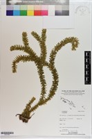 藏品()的圖片