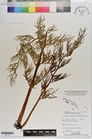 藏品(水蕨)的圖片