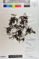 藏品(指裂細口團扇蕨)的圖片