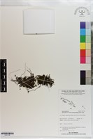 藏品(短柄單葉假脈蕨)的圖片