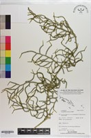 藏品(過山龍)的圖片