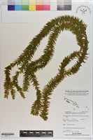 藏品(垂枝石松)的圖片