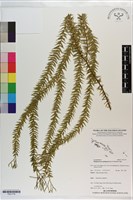 藏品(垂枝石松)的圖片